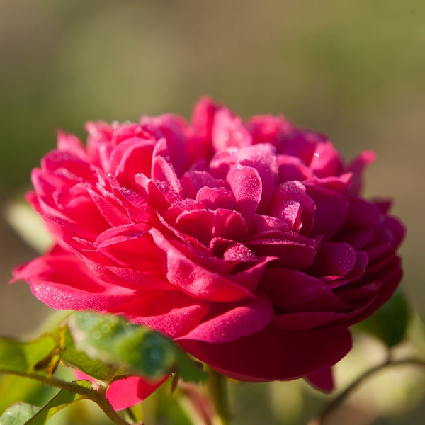 Baume/Crème visage à la Rose et à la fleur de Safran - 30 ml